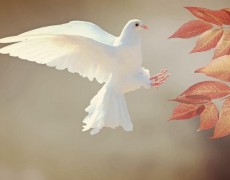 PAPA DIVULGA MENSAGEM PARA O 55º DIA MUNDIAL DA PAZ